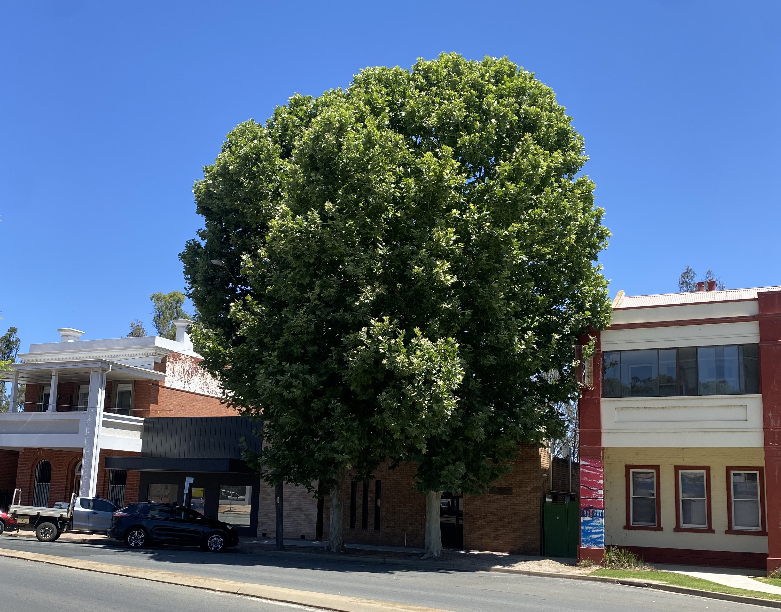 plane trees.jpg